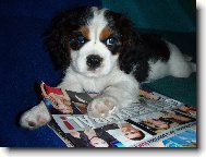 Cavalier king charles spaniel \(Dog standard\)