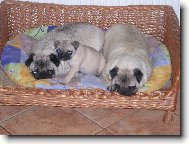 Mops