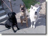 Chien de Berger Belge - Malinois
