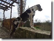 Nmeck doga