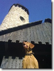 Drotzr Magyar Vizsla