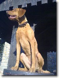 Drotzr Magyar Vizsla