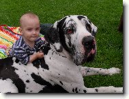 Nmeck doga