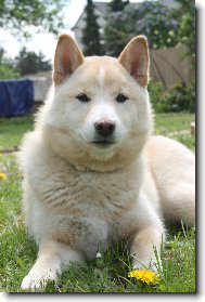 Shiba Inu