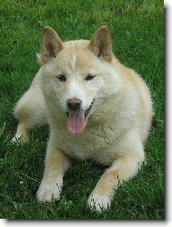 Shiba Inu