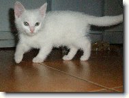 British Shorthair \(Cat\)