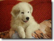 Pyrenejsk horsk pes