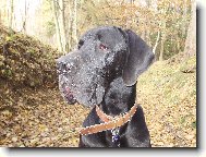 Nmeck doga