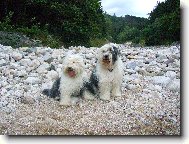 Old English Sheepdog