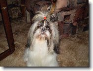 icu, Shih-Tzu