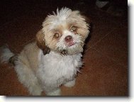icu, Shih-Tzu