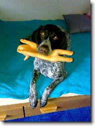 Deutscher Kurzhaariger Vorstehhund