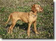 Drotzr Magyar Vizsla