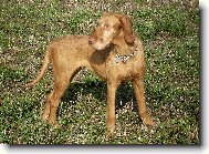 Drotzr Magyar Vizsla
