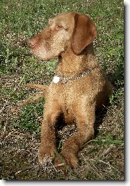 Drotzr Magyar Vizsla