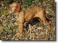 Drotzr Magyar Vizsla