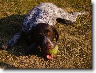 Deutscher Kurzhaariger Vorstehhund