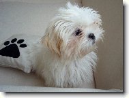 icu, Shih-Tzu