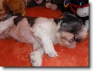 icu, Shih-Tzu