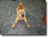 Shar-Pei