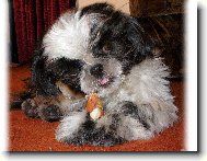 icu, Shih-Tzu
