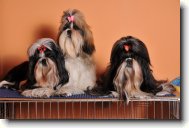 icu, Shih-Tzu