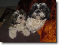 icu, Shih-Tzu