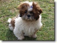 icu, Shih-Tzu