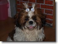 icu, Shih-Tzu