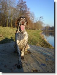 Deutscher Kurzhaariger Vorstehhund