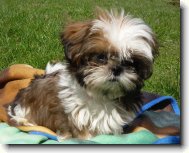 icu, Shih-Tzu