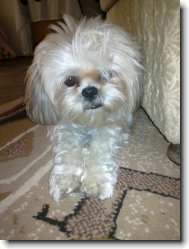 icu, Shih-Tzu