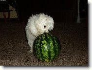 Bichon á poil frisé, Bichon Frise