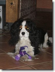 Cavalier King Charles Spaniel