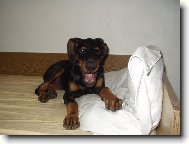 Dobermann, Doberman