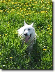 Berger Blanc Suisse, White Swiss Shepherd Dog