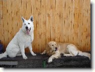 Berger Blanc Suisse, White Swiss Shepherd Dog