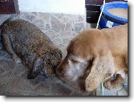 English Cocker Spaniel