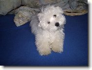 Maltese