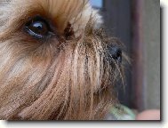 Jork��rsk� terier, Yorkshire Terrier,