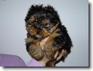 Jork��rsk� terier, Yorkshire Terrier,