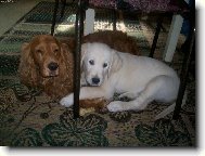 English Cocker Spaniel