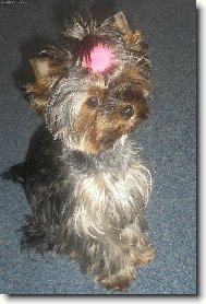 Jork��rsk� terier, Yorkshire Terrier,