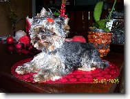 Jork��rsk� terier, Yorkshire Terrier,