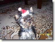 Jork��rsk� terier, Yorkshire Terrier,