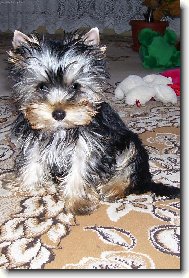 Jork��rsk� terier, Yorkshire Terrier,