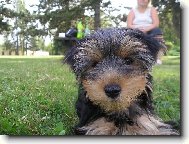 Jork��rsk� terier, Yorkshire Terrier,