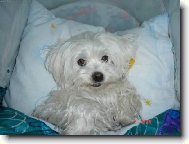 Maltese