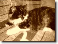 Turkish Angora