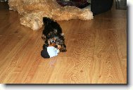 Jork��rsk� terier, Yorkshire Terrier,